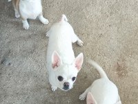 4 Aylık Chihuahua Erkek İsmi Casper