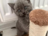 14 Mart Doğumlu Scottish Straight ve Scottish Fold