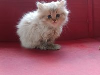 Ücretsiz Orjinal British Longhair Yavru Dişi