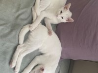 2 tane sahiplendirilecek kedilerimiz