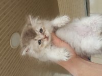 Uyguna sahiplendirilecektir British Longhair