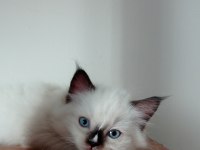 Şecereli anneden ve babadan ragdoll