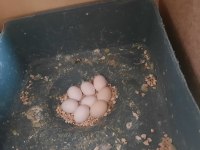 Yumurtalı muhabbet kuşu çiftlerim var