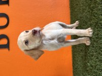 Farklılık isteyene Labrador Retriever