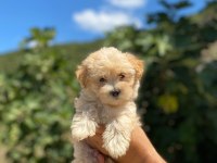 Maltipoo yavrularımız