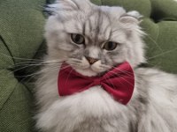3.5 yaşında sakin ve oyuncu scottish fold oğlumuz ÜCRETSİZ