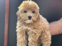Petmode köpek çiftliğinden kore maltipoo yavrular