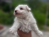0 numara maltese terrier yavrumuz
