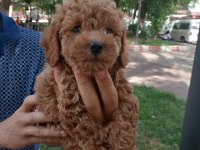 Pet eğitimli poodle yavrular