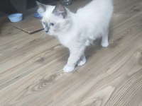 Safkan Ragdoll 4 aylık dişi
