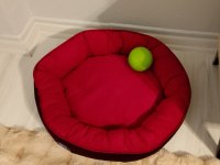 Maltese terrier 2 aylık dişi yavru
