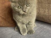 12 Eylül Doğumlu Scottish Fold Yavrular