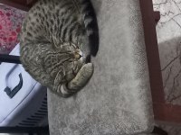 Acilen sahiplendirilmesi gereken tekir kedimiz