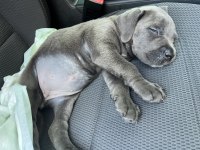 Cane Corso Kızımıza Yeni Yuva Arıyoruz