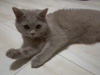 8 Aylık Safkan British Shorthair Lilac Erkek