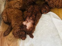 Kore Red Brown Safkan Toy Poodle Yavrular