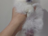 Pomeranian süt beyaz