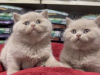 En güzel british shorthair yavrular