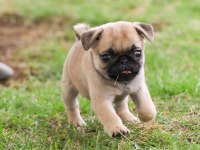 Safkan pug bebeklerim ev ortamı