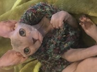 Dişi sphynx kedi 3 aylık