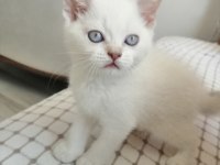 Safkan british blue point