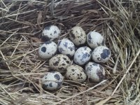 KULUÇKALIK YUMURTA