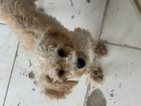 Dişi Maltipoo