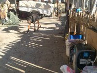 Erkek dişi Doberman
