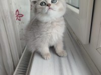 Safkan British Shorthair Golden Yavru