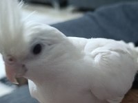 Albino sultan papağanı