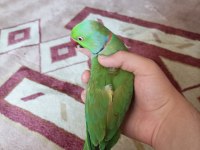 Satılık Pakistan uysal ele gelir saldırgan değildir