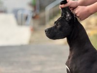 A şecereli 7 aylık dişi cane corso