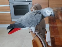 EVCİL KONUŞAN JAKO PAPAĞANI