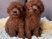 Full safkan toy poodle yavrumuz Teslime Hazır