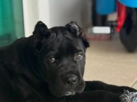Ev Ortamında Yetiştirilmiş Cane Corso Yavrularımız