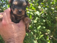 Teacup yorkshire terrier hazır
