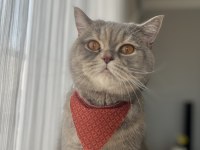 British shorthair 2,5 yaşında