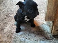 İlgilenen arkadaşlara french bulldog