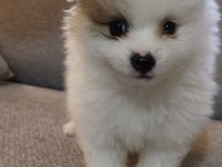 Pomeranian boo yavrularımız
