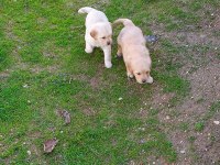 35 günlük macar golden retriever bebekler