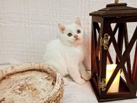 BRİTİSH SHORTHAİR VE SCOTTİSH 2.5 AYLIK YAVRU