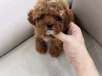Toy Poodle Kore Minyatür Hepsi Mevcut