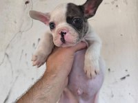 Kaliteli ve Özel renkli French Bulldog Yavrular