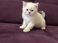 Tatlı Beyaz Yavru Kedimiz