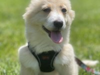4 aylık maltipoo