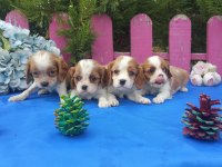 Çok sevimli cavalier king charles yavrularımız