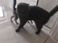 Acil Ücretsiz Scottish Fold Sahiplendirme