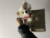 Pomeranian spitz