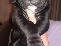 Cane corso