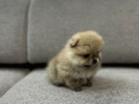 Pomeranian Boo Erkek Ve Dişi Yavrularımız